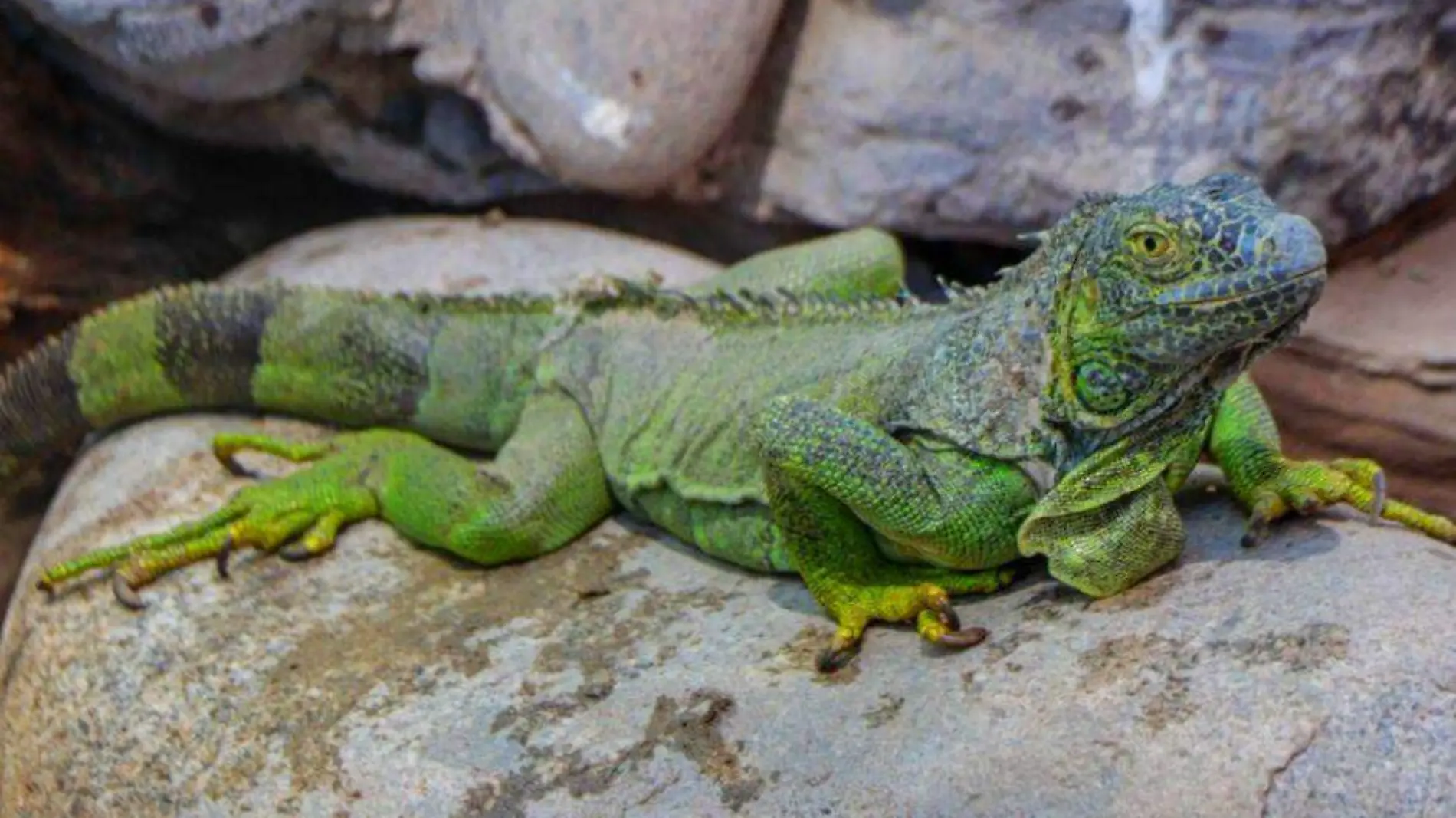 mascota animal exotico reptil